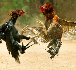 Animal cruelty is expressed here as two roosters are made to fight each other. The roosters are fitted with sharp blades beside their own natural spurs which lead them to murder one another for sport.