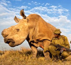 The Last White Rhino stands with his bodyguards. Poachers have hunted animals with cruelty until they are extinct.