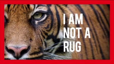 A tiger deserves to live.