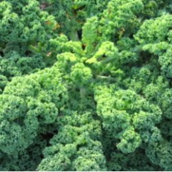 Enrich Your Meals with Kale