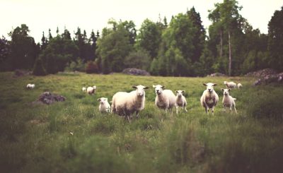 A small herd of fluffy sheep looks onward in a grassy field beside a forest.
