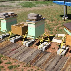 To Bee or Not To Bee; Benefits of Beekeeping, with Osama Idlibi
