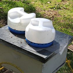 To Bee or Not To Bee; Benefits of Beekeeping, with Osama Idlibi