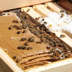 To Bee or Not To Bee; Benefits of Beekeeping, with Osama Idlibi