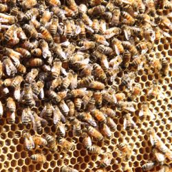 To Bee or Not To Bee; Benefits of Beekeeping, with Osama Idlibi